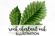Chestnut Oak Leaf Vintage Leaves