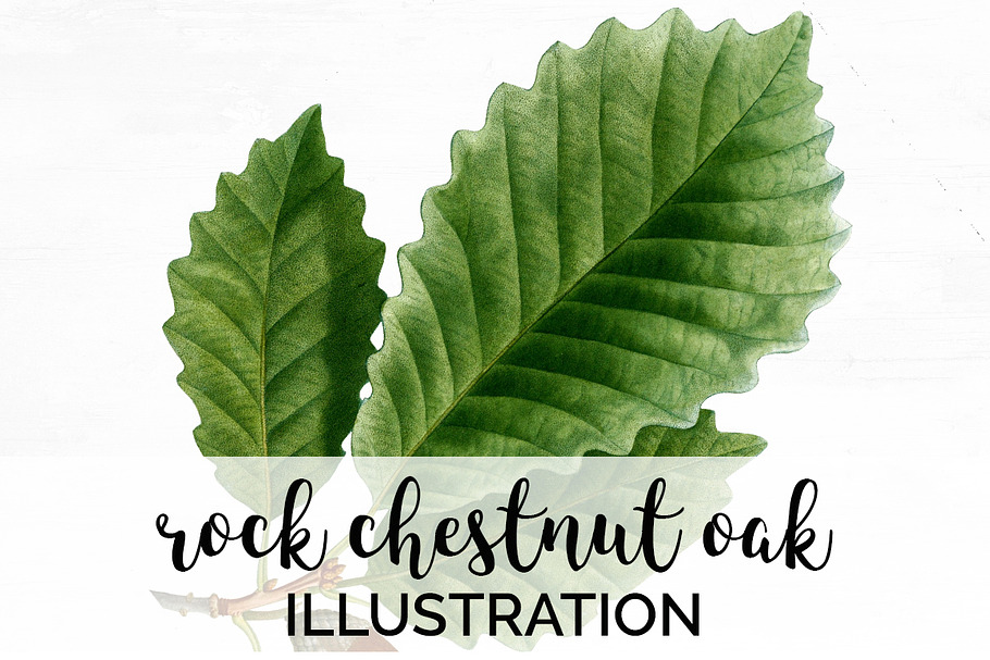 Chestnut Oak Leaf Vintage Leaves in Illustrations - product preview 8