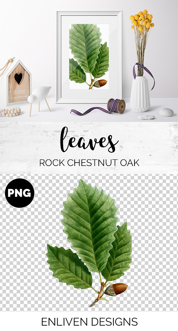Chestnut Oak Leaf Vintage Leaves in Illustrations - product preview 1