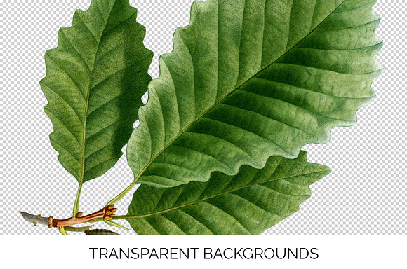 Chestnut Oak Leaf Vintage Leaves in Illustrations - product preview 2
