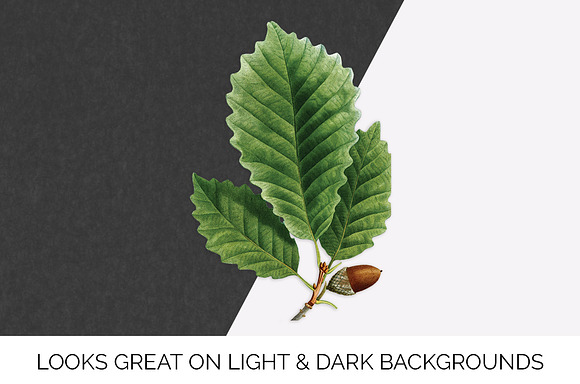 Chestnut Oak Leaf Vintage Leaves in Illustrations - product preview 6