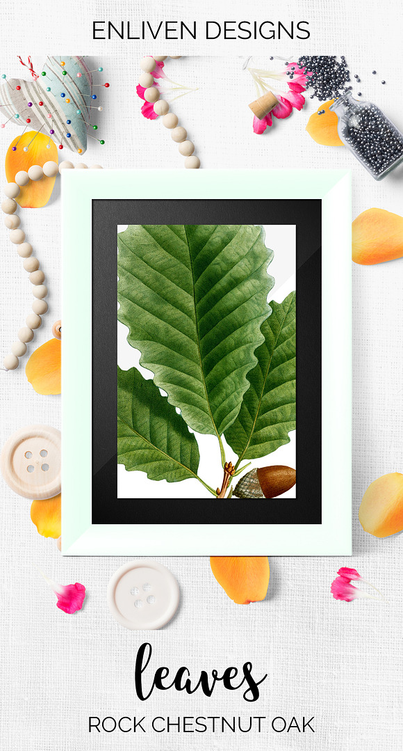 Chestnut Oak Leaf Vintage Leaves in Illustrations - product preview 7
