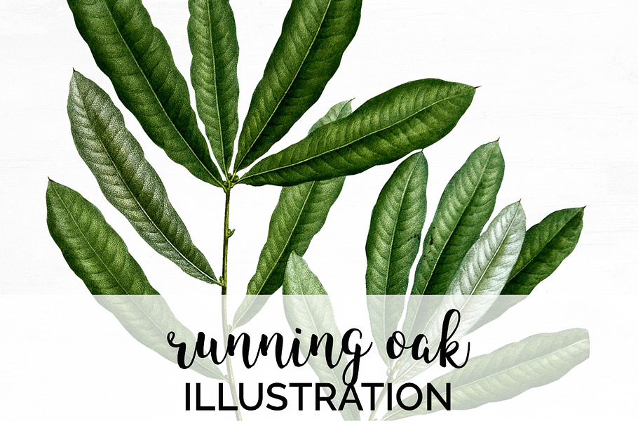 Oak Leaf Vintage Running Oak Leaves in Illustrations - product preview 8
