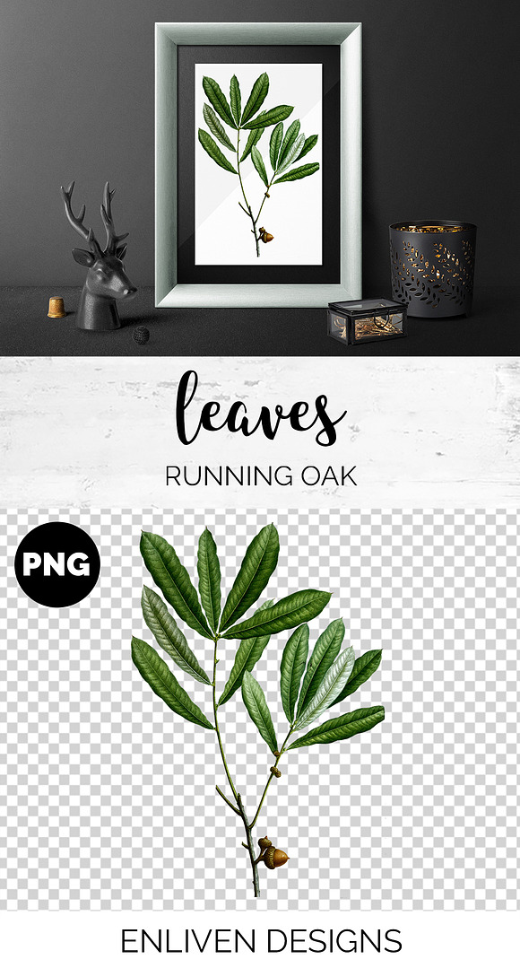 Oak Leaf Vintage Running Oak Leaves in Illustrations - product preview 1