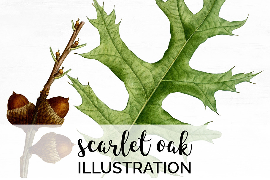 Scarlet Oak Leaf Vintage Leaves in Illustrations - product preview 8