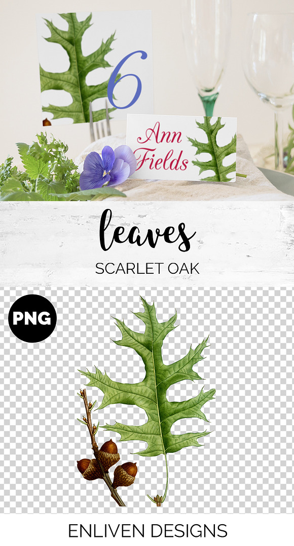 Scarlet Oak Leaf Vintage Leaves in Illustrations - product preview 1