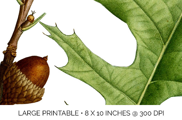 Scarlet Oak Leaf Vintage Leaves in Illustrations - product preview 4