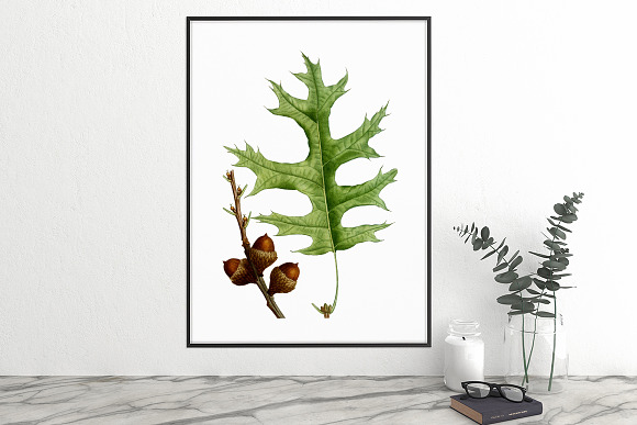 Scarlet Oak Leaf Vintage Leaves in Illustrations - product preview 5