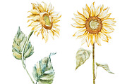 Watercolor flowers sunflower