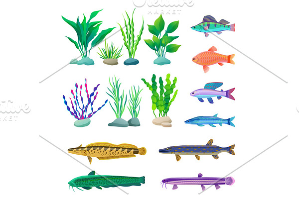 Different-sized and Colored Fish and