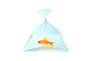 Goldfish swim in plastic bag, tied