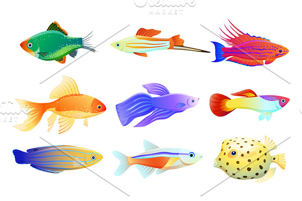 Common and Rare Aquarium Fish