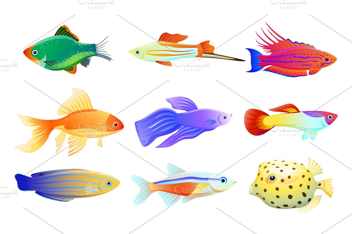 Common and Rare Aquarium Fish in Illustrations - product preview 8