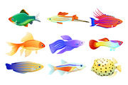 Common and Rare Aquarium Fish