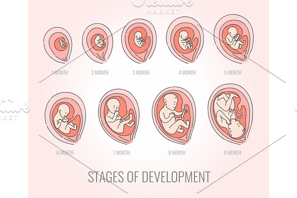 Embryo month stages of development