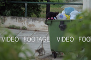 Stray cats exploring dumpster to get