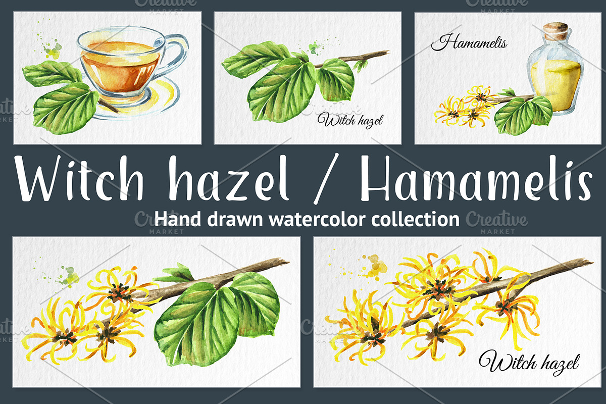 Witch hazel / Hamamelis in Illustrations - product preview 8