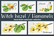 Witch hazel / Hamamelis