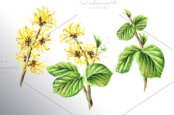 Witch hazel / Hamamelis in Illustrations - product preview 1