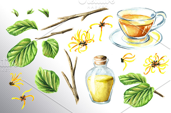 Witch hazel / Hamamelis in Illustrations - product preview 2