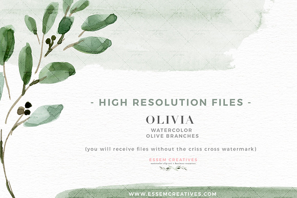 Watercolor Olive Branch Leaves in Illustrations - product preview 4