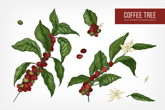 Coffee tree branch set and seamless in Illustrations - product preview 3