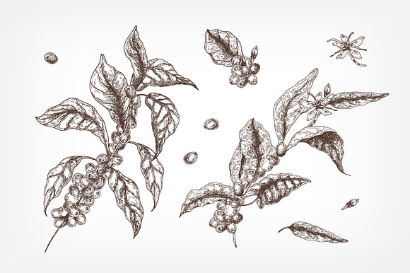 Coffee tree branch set and seamless in Illustrations - product preview 4
