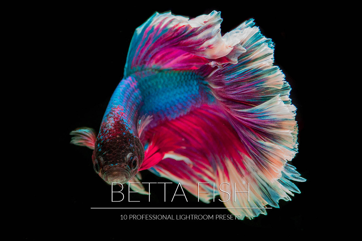 Betta Fish Lr Presets in Photoshop Actions - product preview 8