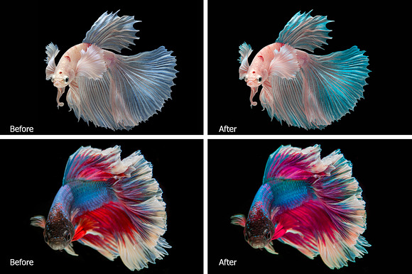 Betta Fish Lr Presets in Photoshop Actions - product preview 1