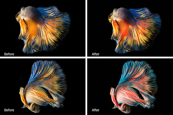Betta Fish Lr Presets in Photoshop Actions - product preview 3