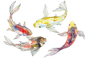 Magic Gold fish Watercolor png