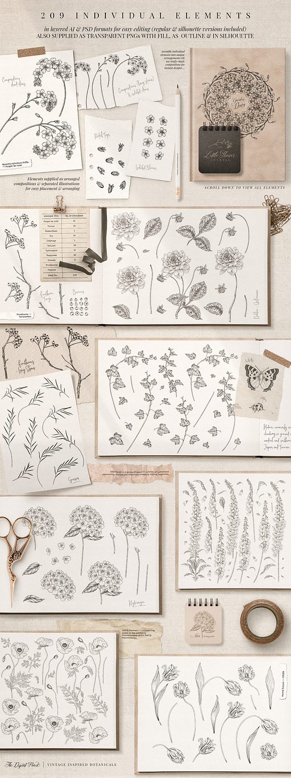 Vintage Botanical Illustrations in Illustrations - product preview 3