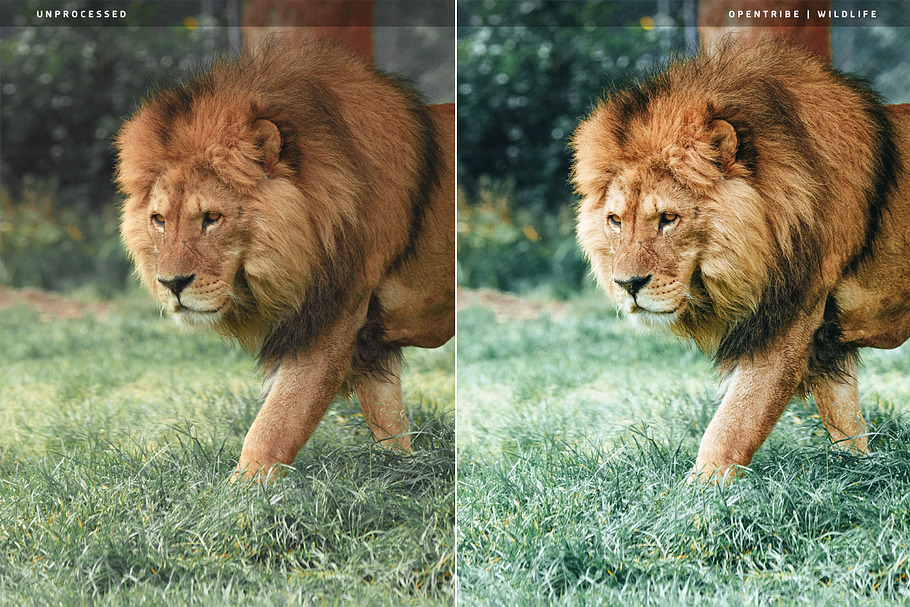 Wildlife LR Presets in Add-Ons - product preview 8
