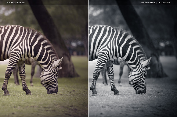 Wildlife LR Presets in Add-Ons - product preview 1