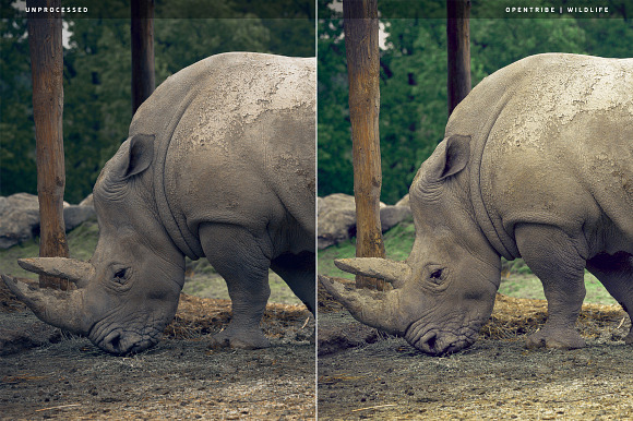 Wildlife LR Presets in Add-Ons - product preview 2