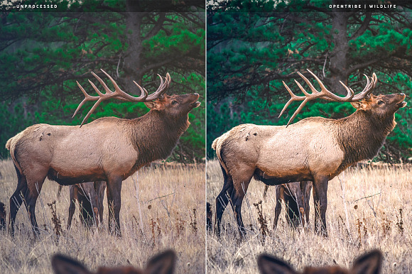 Wildlife LR Presets in Add-Ons - product preview 3