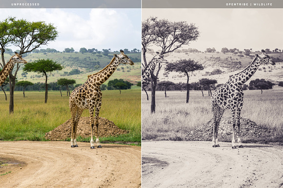Wildlife LR Presets in Add-Ons - product preview 4