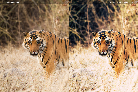 Wildlife LR Presets in Add-Ons - product preview 5