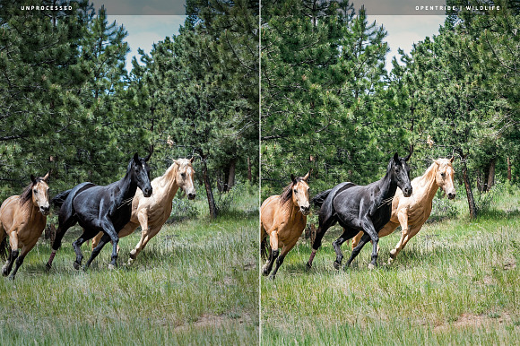 Wildlife LR Presets in Add-Ons - product preview 6