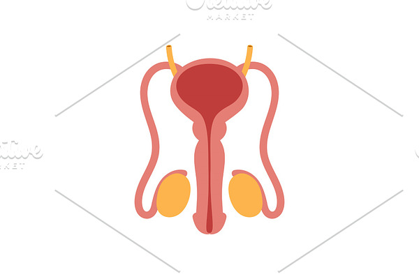 Male reproductive system isolated on