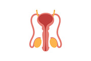 Male reproductive system isolated on