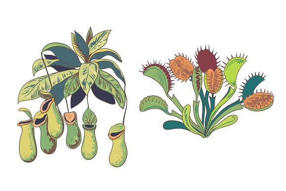 Carnivorous plants seamless patterns in Patterns - product preview 3