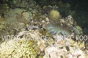 Coral reef and tropical fish. Bali