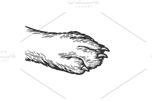 Dog paw engraving vector