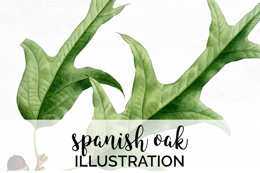 Oak Leaf Vintage Spanish Oak Leaves in Illustrations - product preview 8