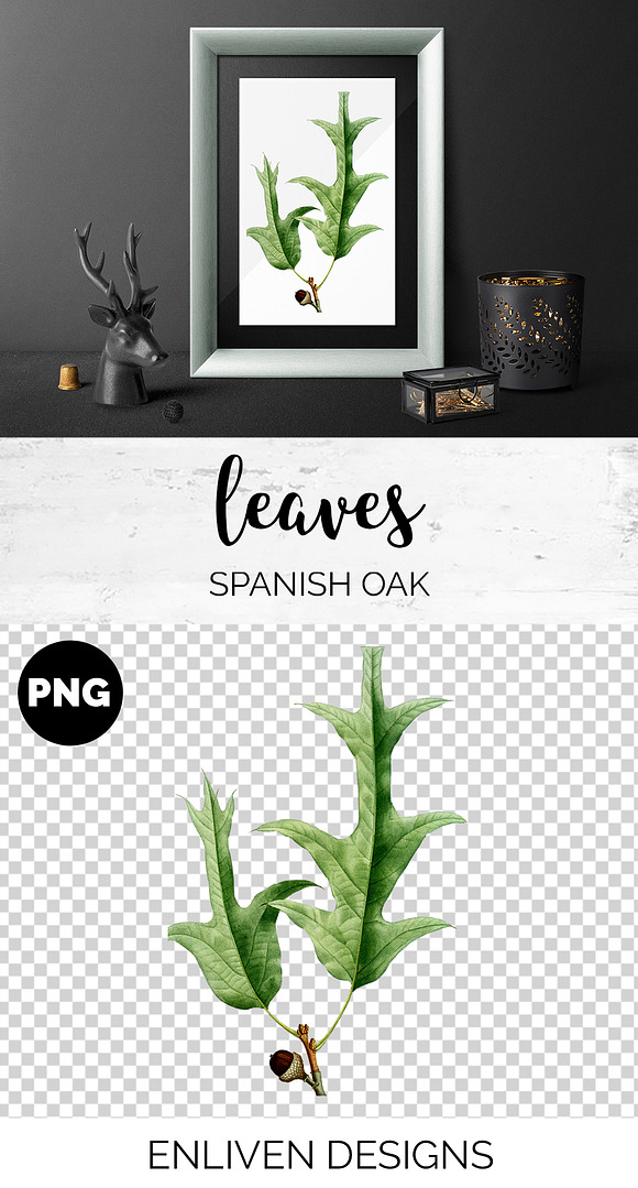 Oak Leaf Vintage Spanish Oak Leaves in Illustrations - product preview 1