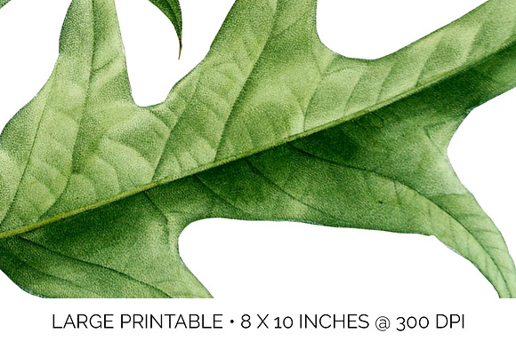 Oak Leaf Vintage Spanish Oak Leaves in Illustrations - product preview 4