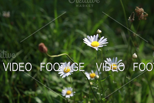 Field daisies are rocking in the