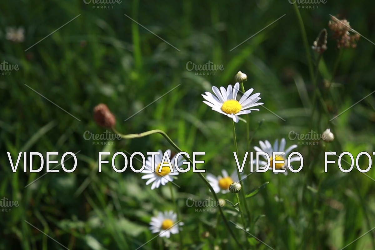 Field daisies are rocking in the in Graphics - product preview 8