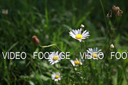 Field daisies are rocking in the